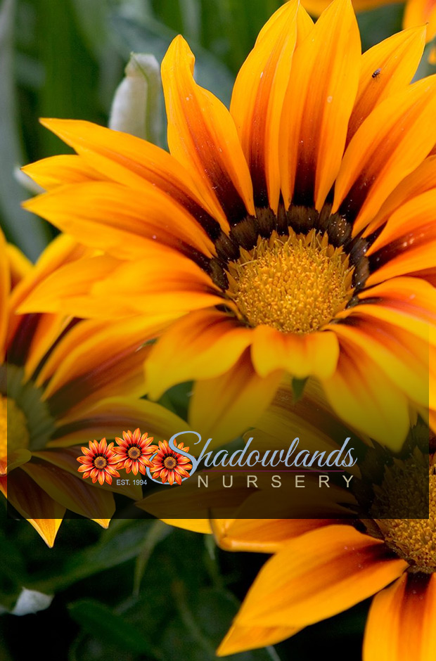 Shadowlands